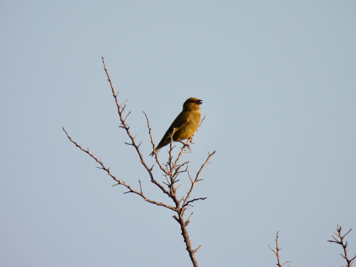 European Greenfinch - ML638313168