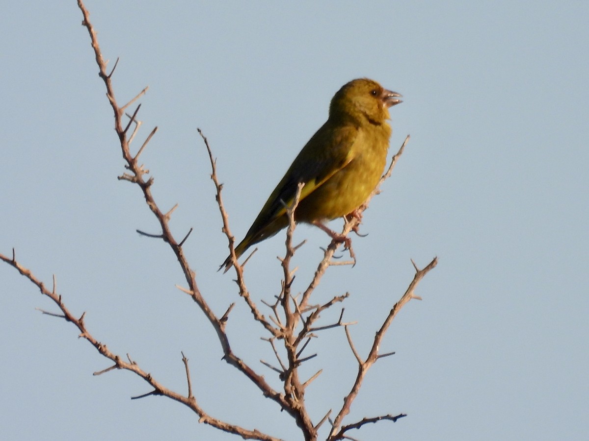 European Greenfinch - ML638313169