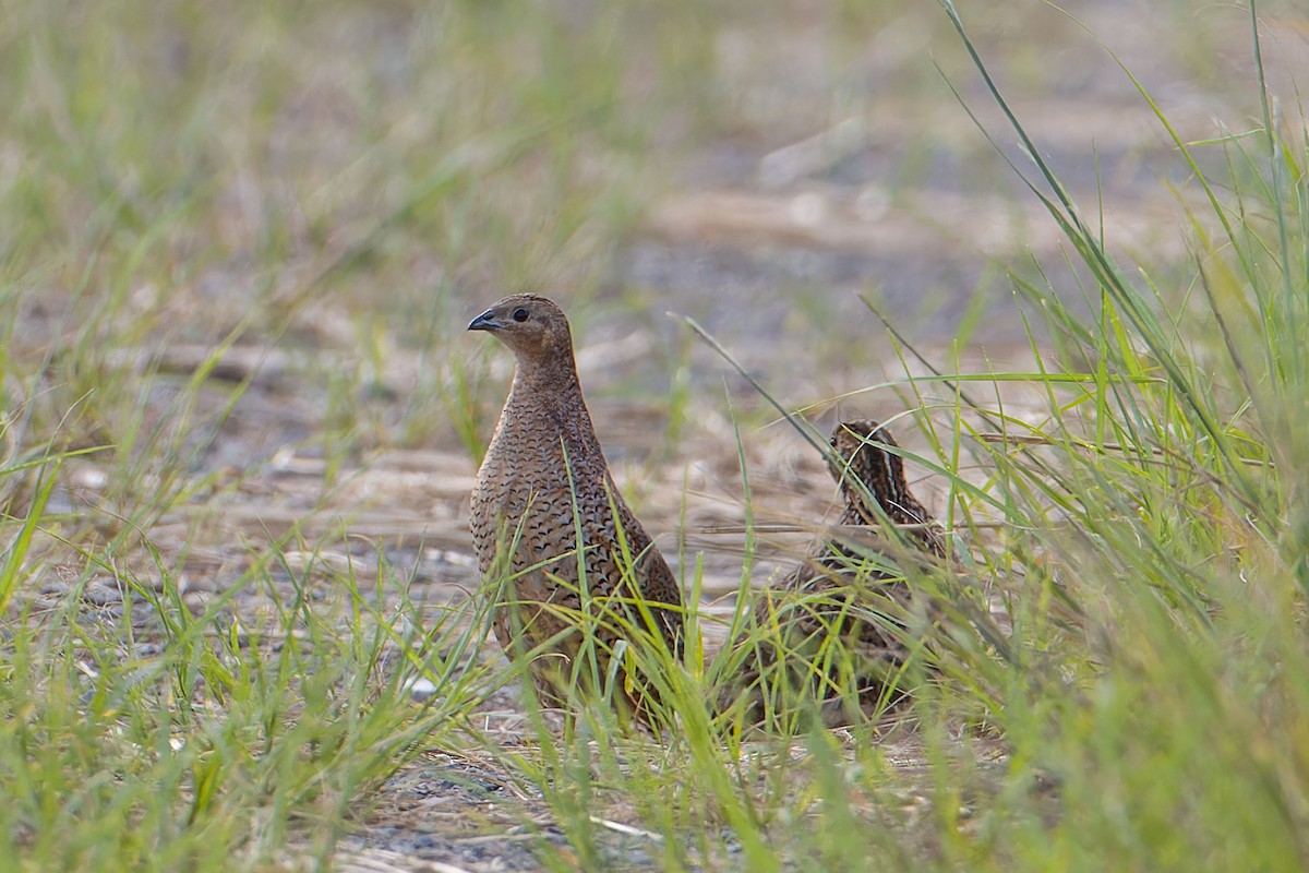 Brown Quail - ML638313173