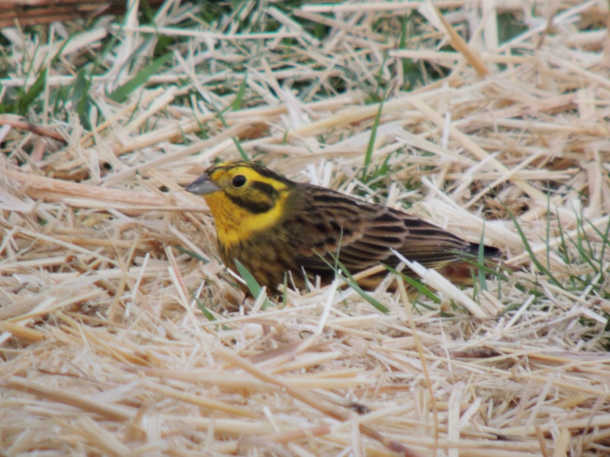 Bruant jaune - ML638313176