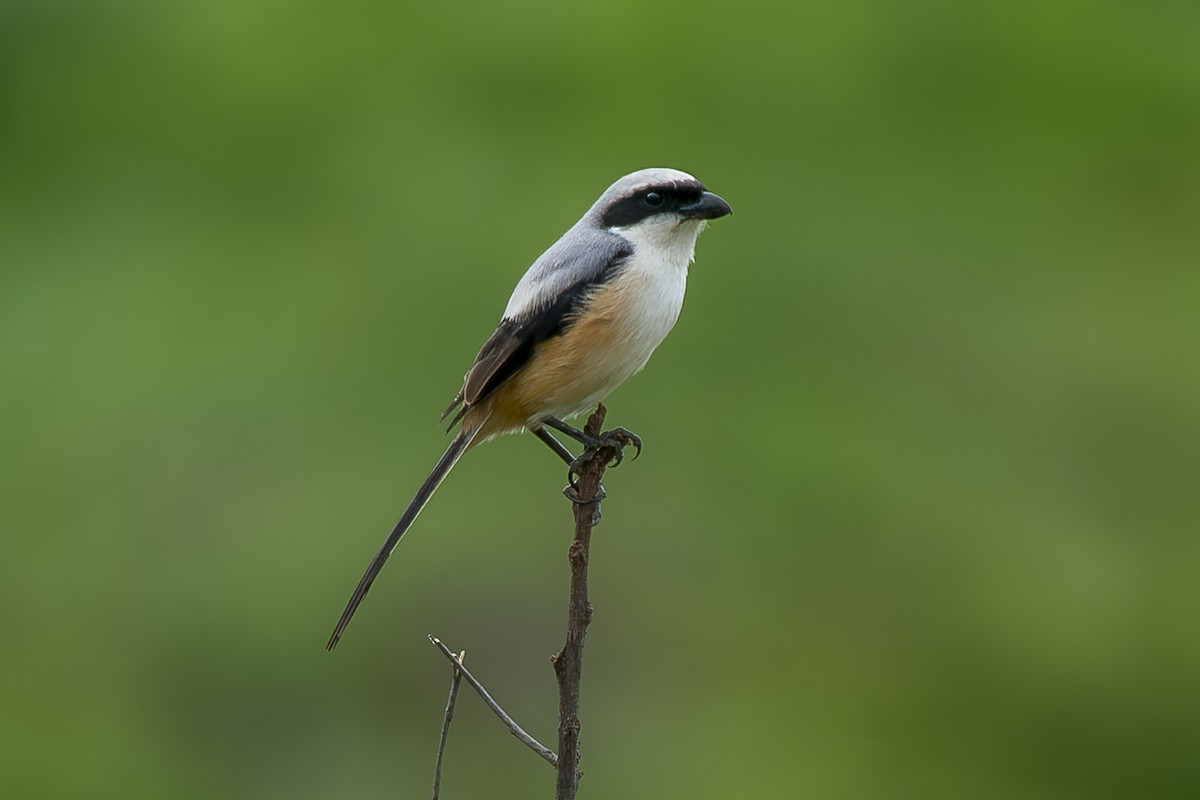 rustvarsler - ML638313183