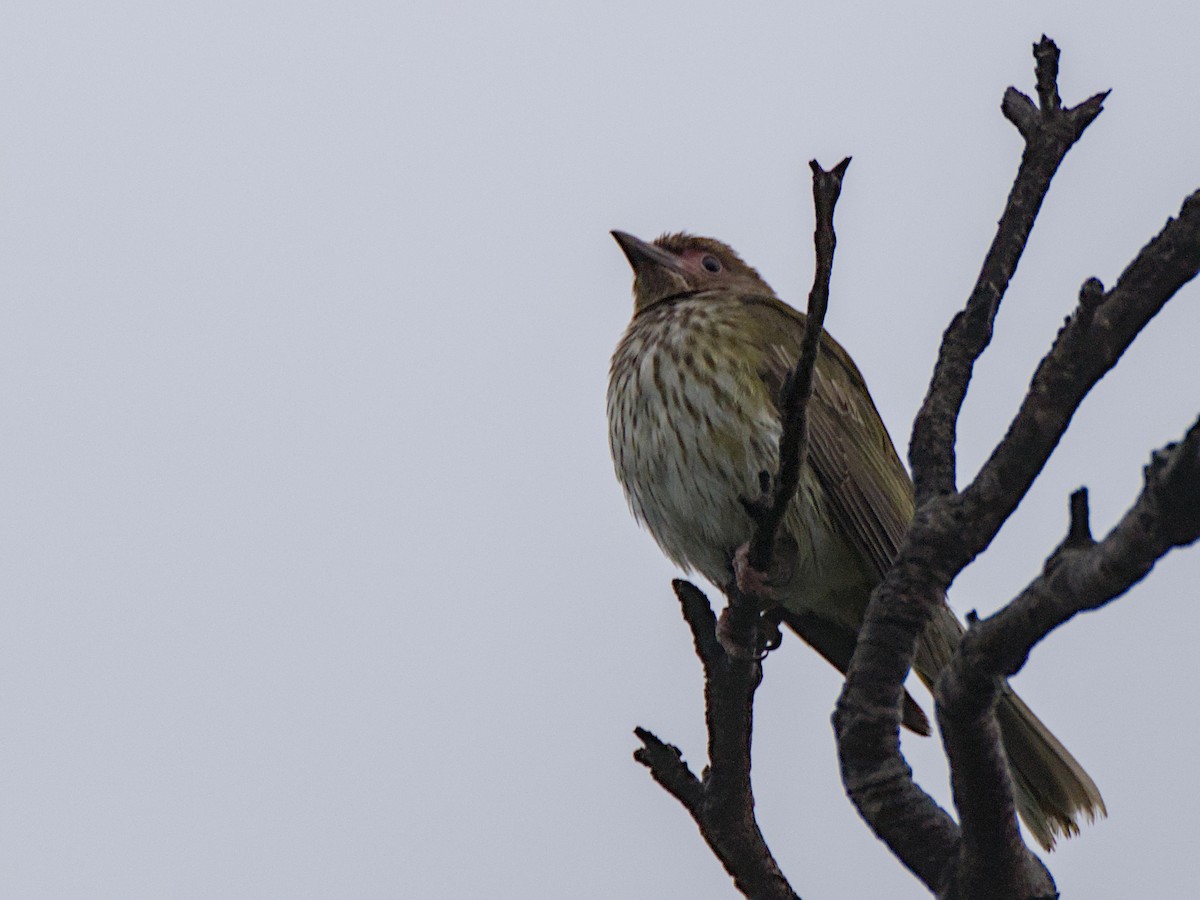 Australasian Figbird - ML638313186