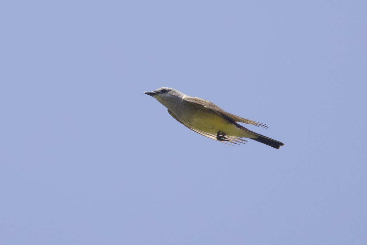 Western Kingbird - ML638313190