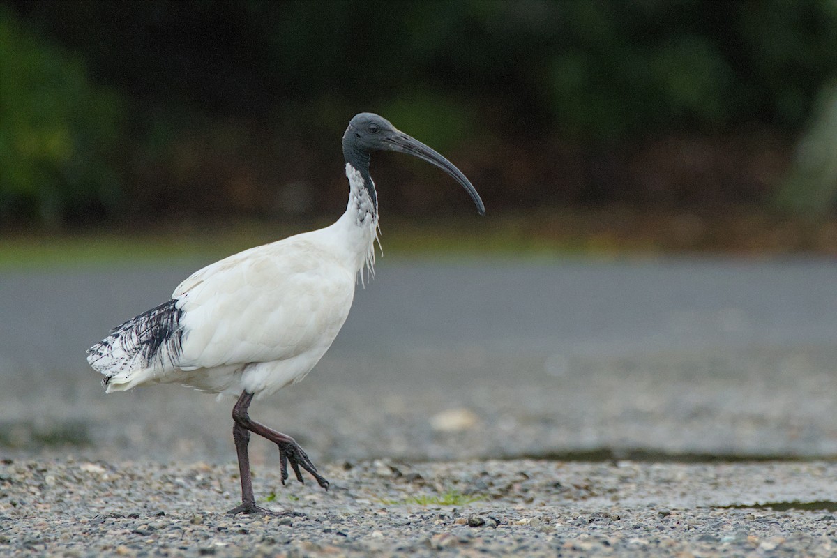 Australian Ibis - ML638313191
