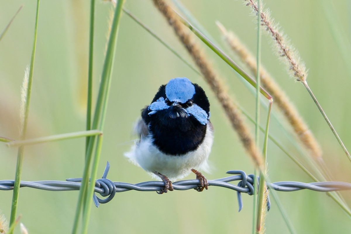 Superb Fairywren - ML638313196