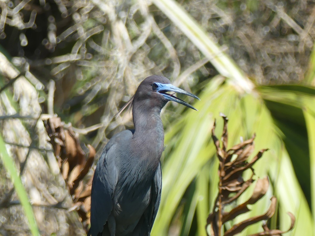 Blaureiher - ML638313200