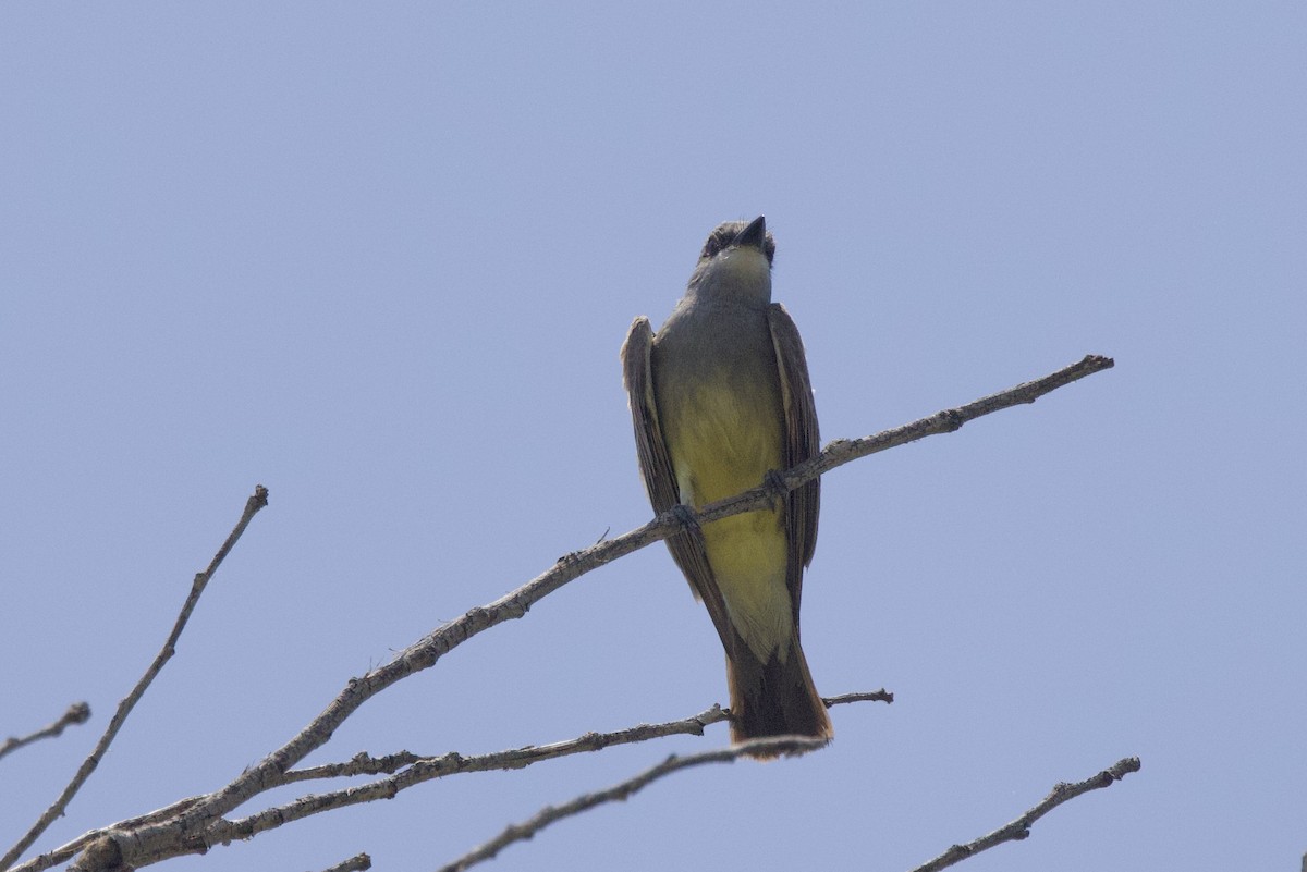 Cassin's Kingbird - ML638313201