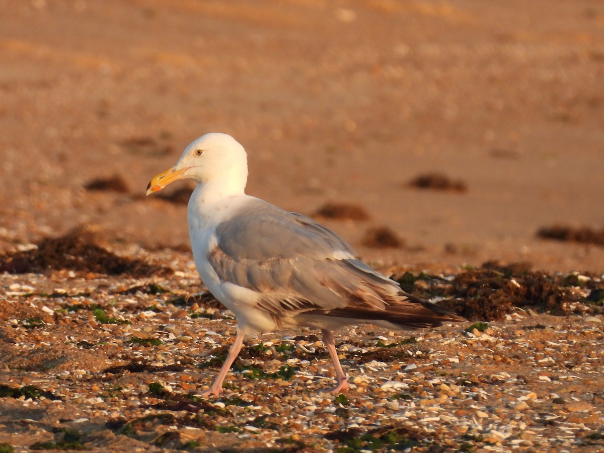 American Herring Gull - ML638313203