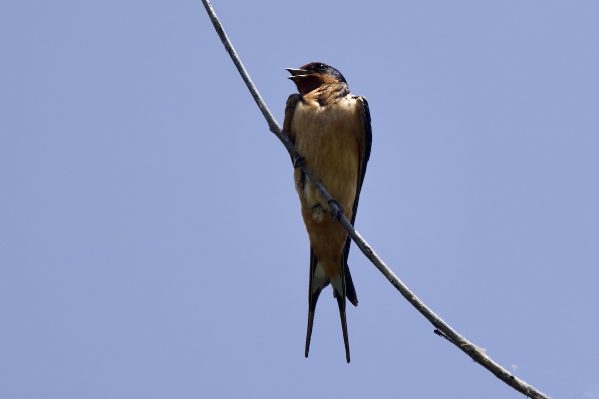 Barn Swallow - ML638313207
