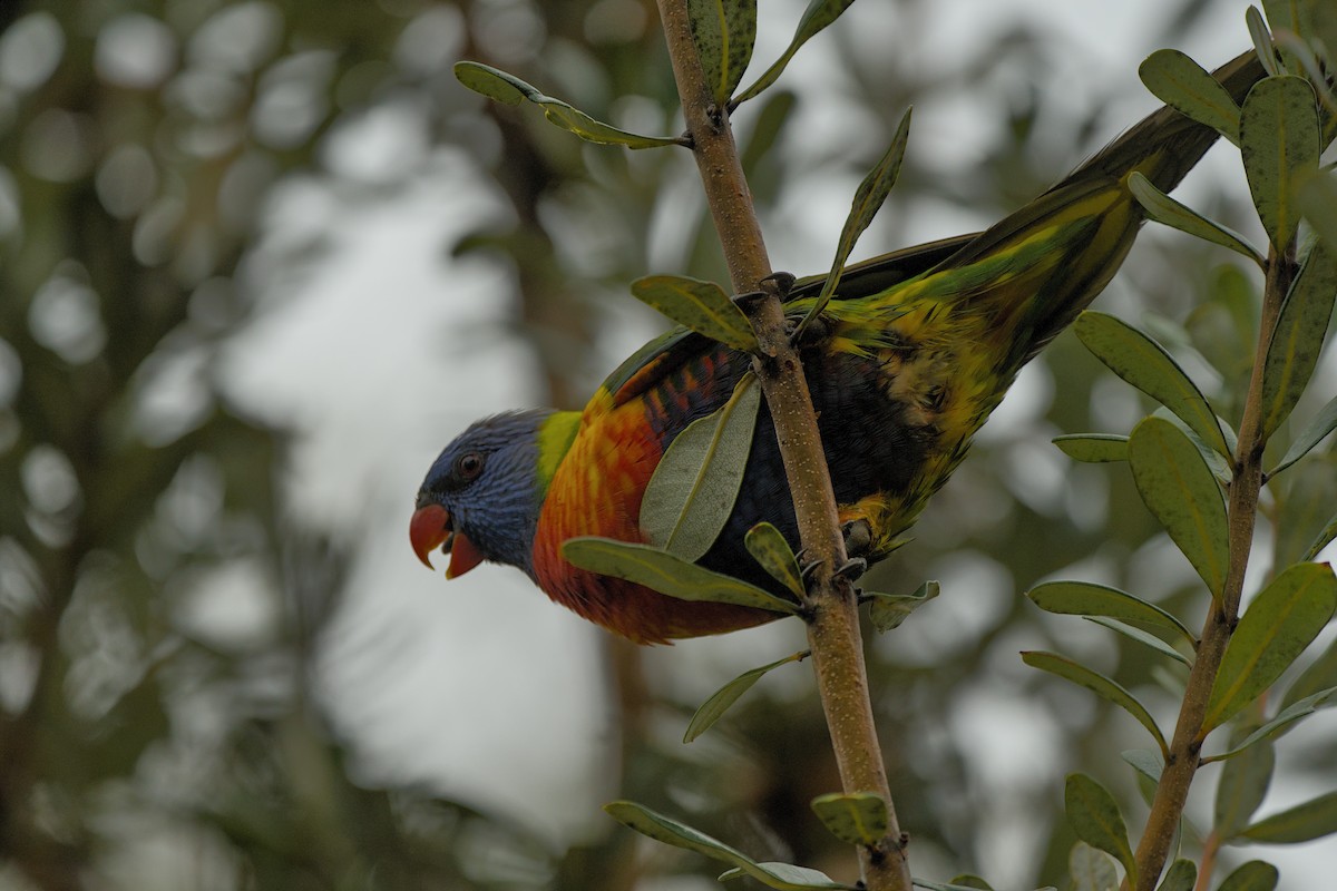 Rainbow Lorikeet - ML638313218