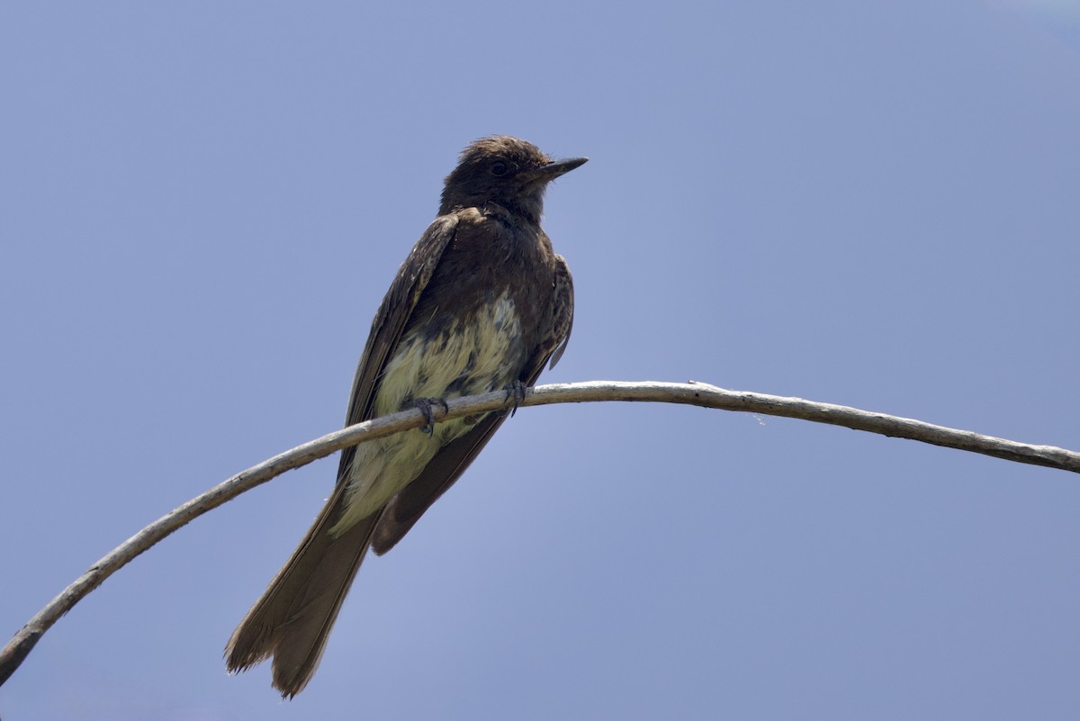 Black Phoebe - ML638313221