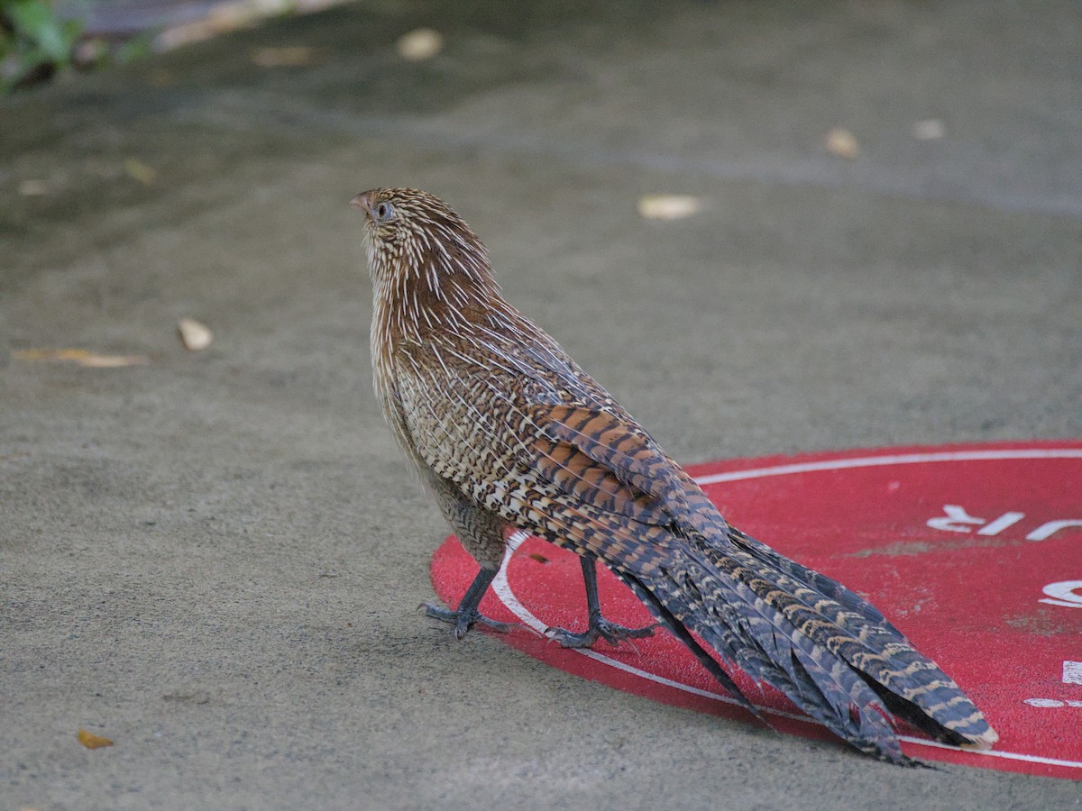 Pheasant Coucal - ML638313225