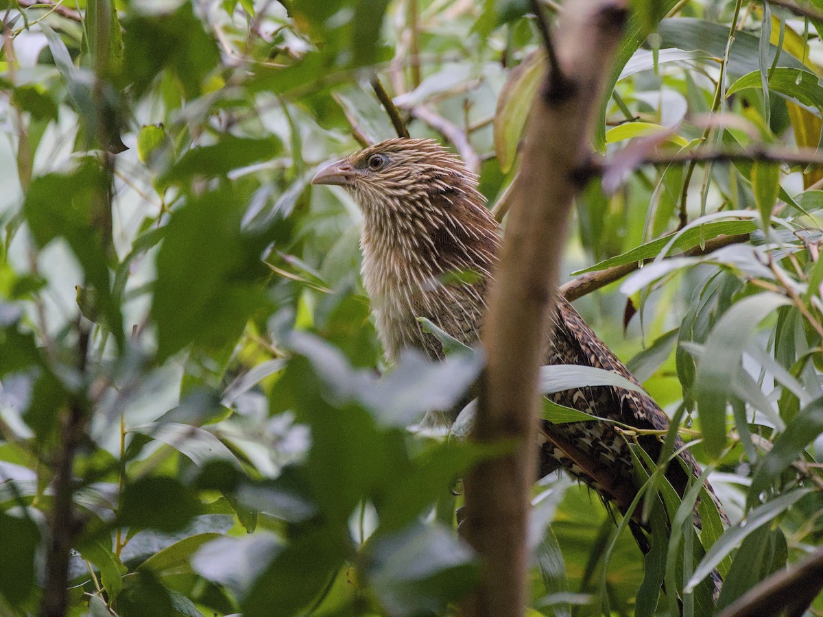Pheasant Coucal - ML638313228