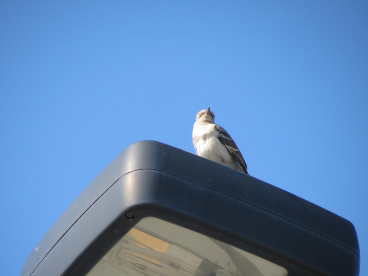 Northern Mockingbird - ML638313230