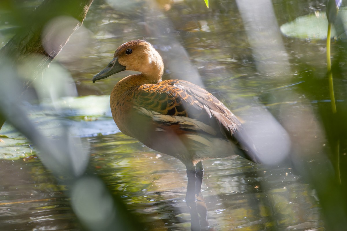 Wandering Whistling-Duck - ML638313232
