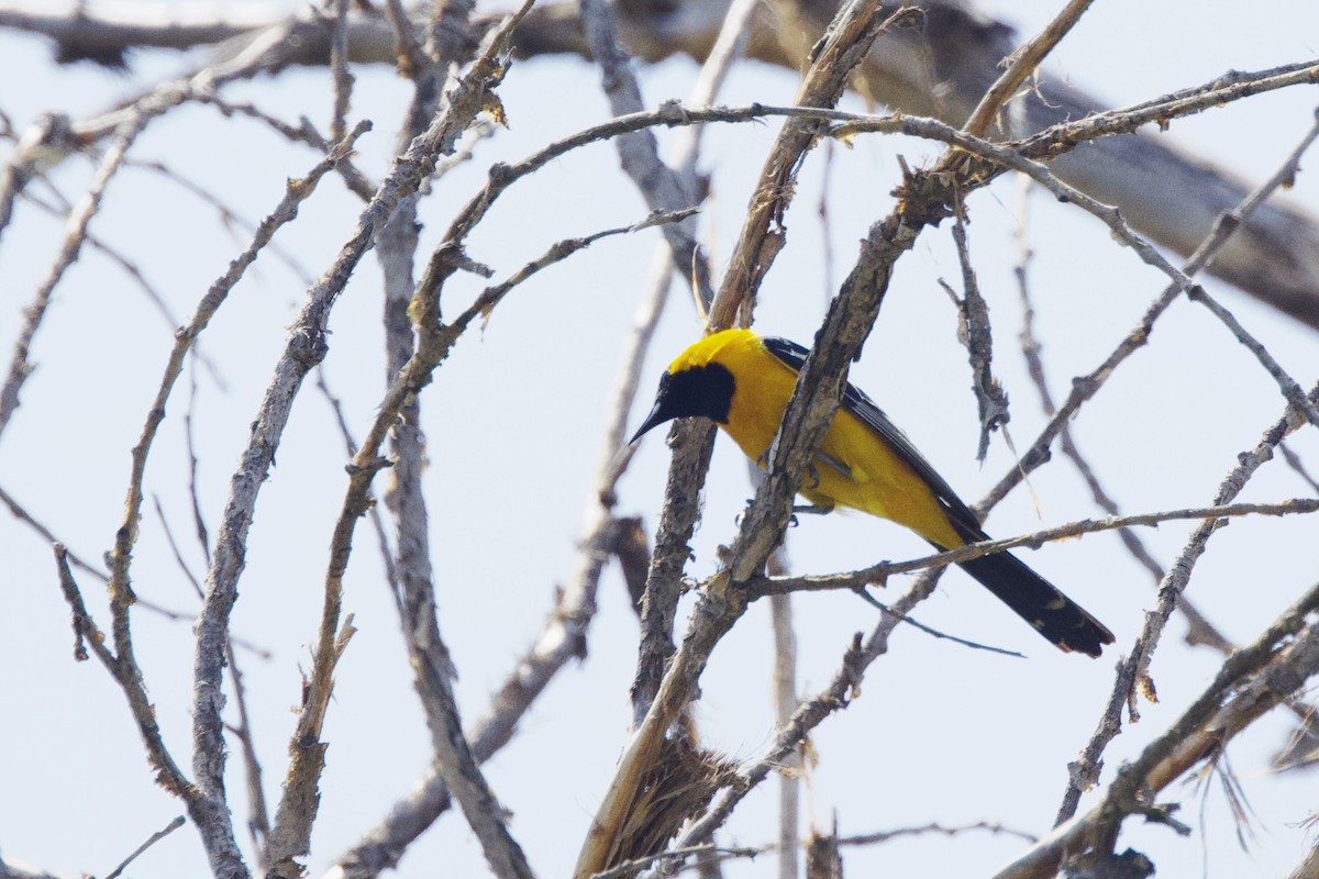 Hooded Oriole - ML638313243