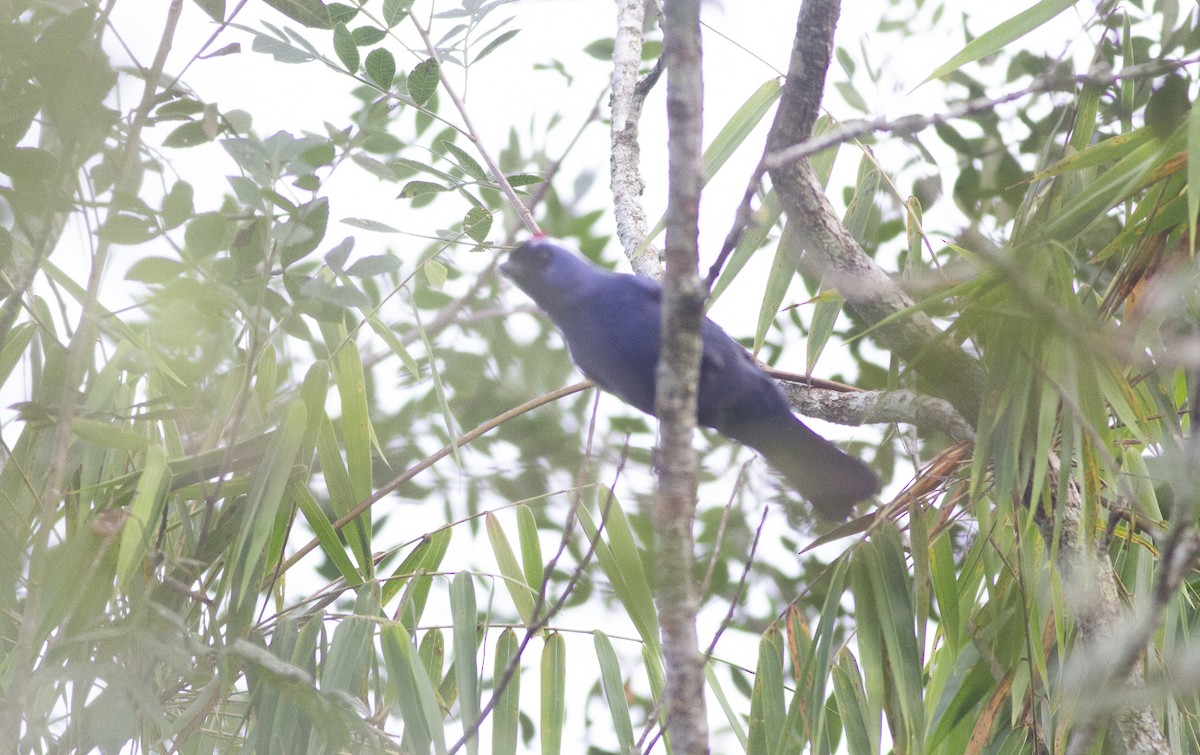 Diademed Tanager - ML638313246