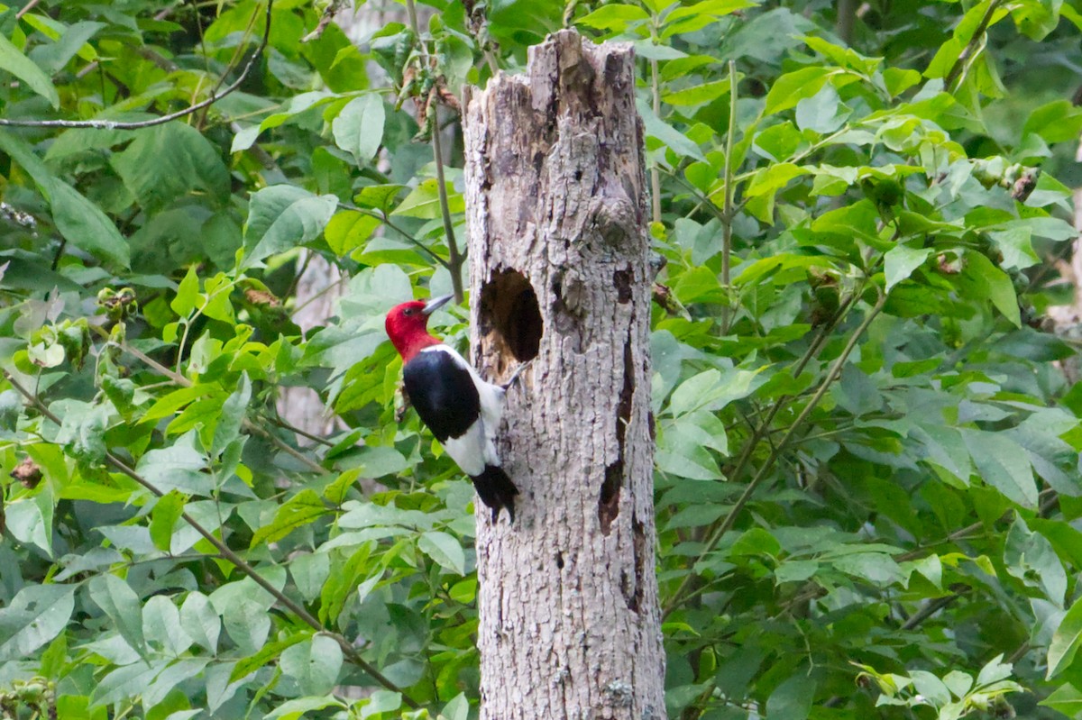 Red-headed Woodpecker - ML638313249