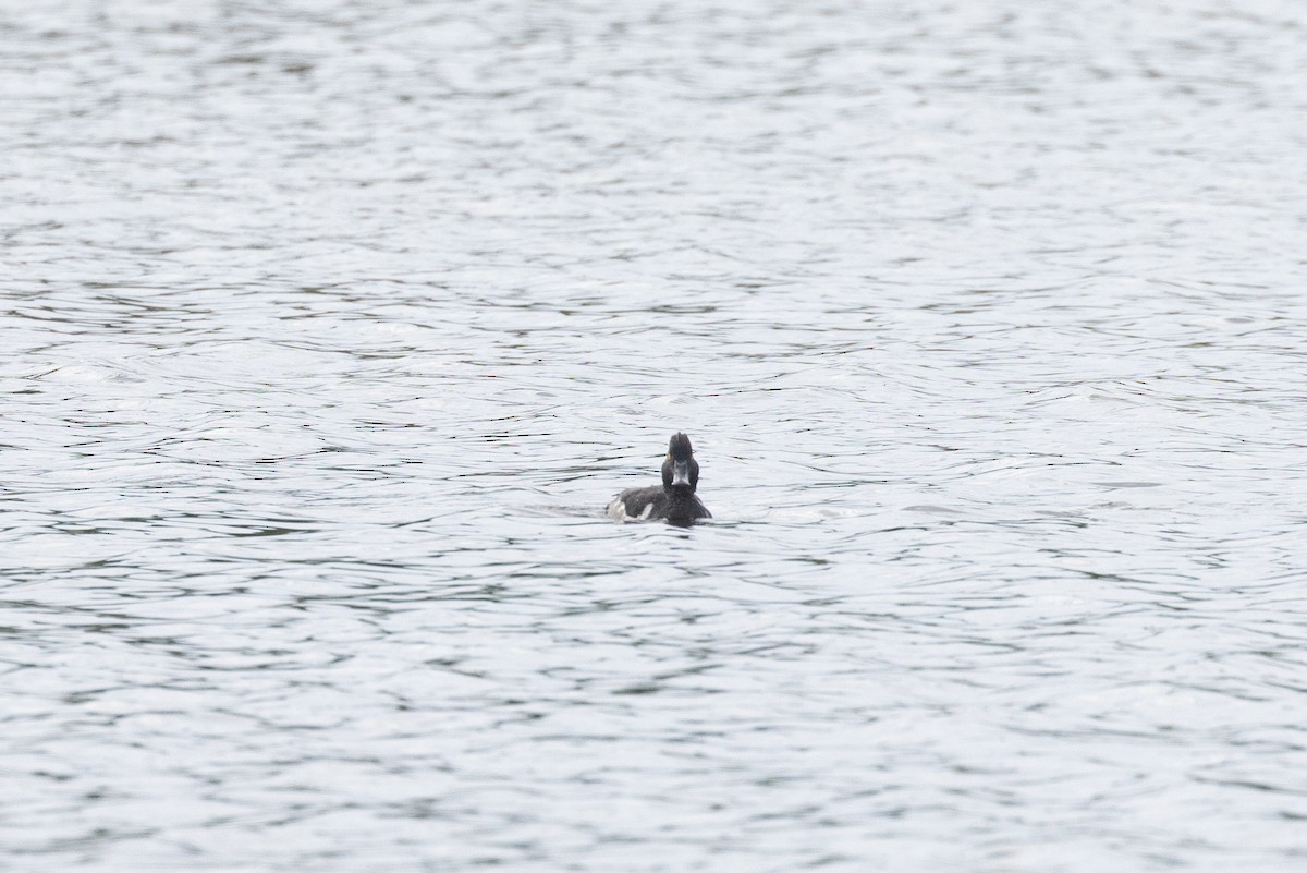 鳳頭潛鴨 - ML638313251