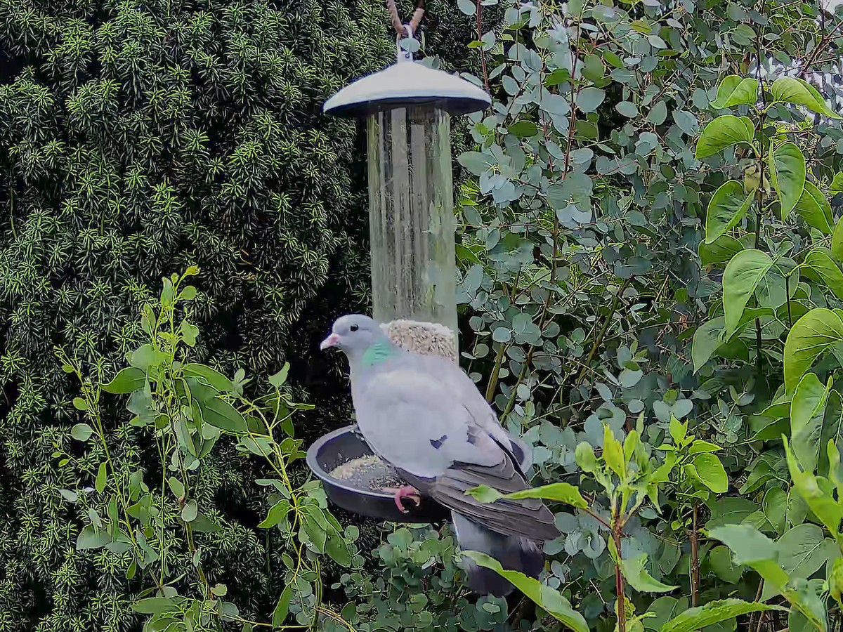 Stock Dove - ML638313253