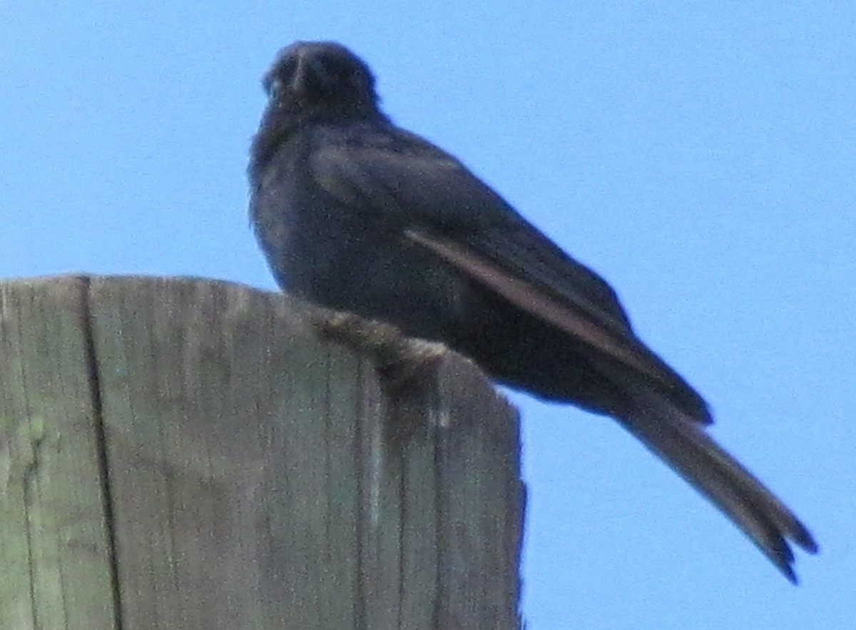 Fork-tailed Drongo - ML638313261