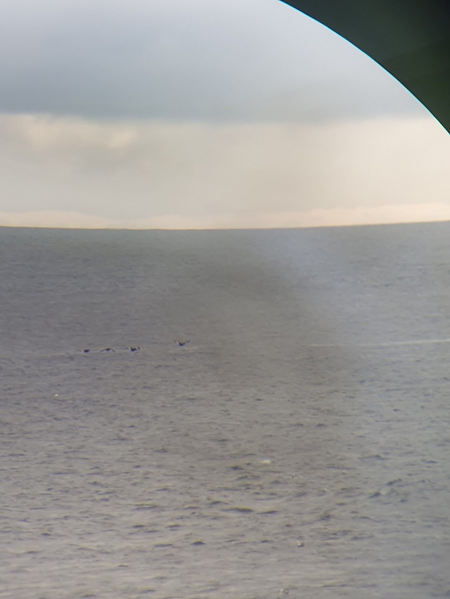 Velvet Scoter - ML638313268