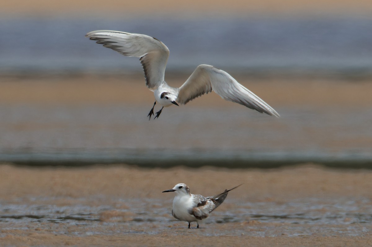 Aleutian Tern - ML638313273