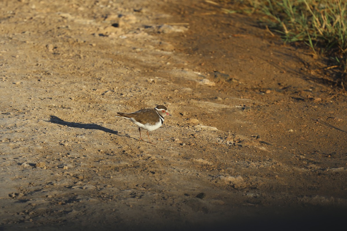 Three-banded Plover - ML638313283