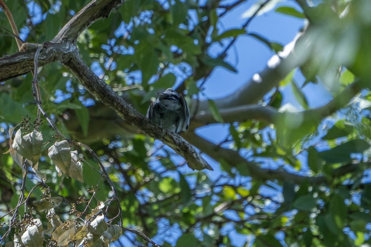 Wallacean Cuckooshrike - ML638313288