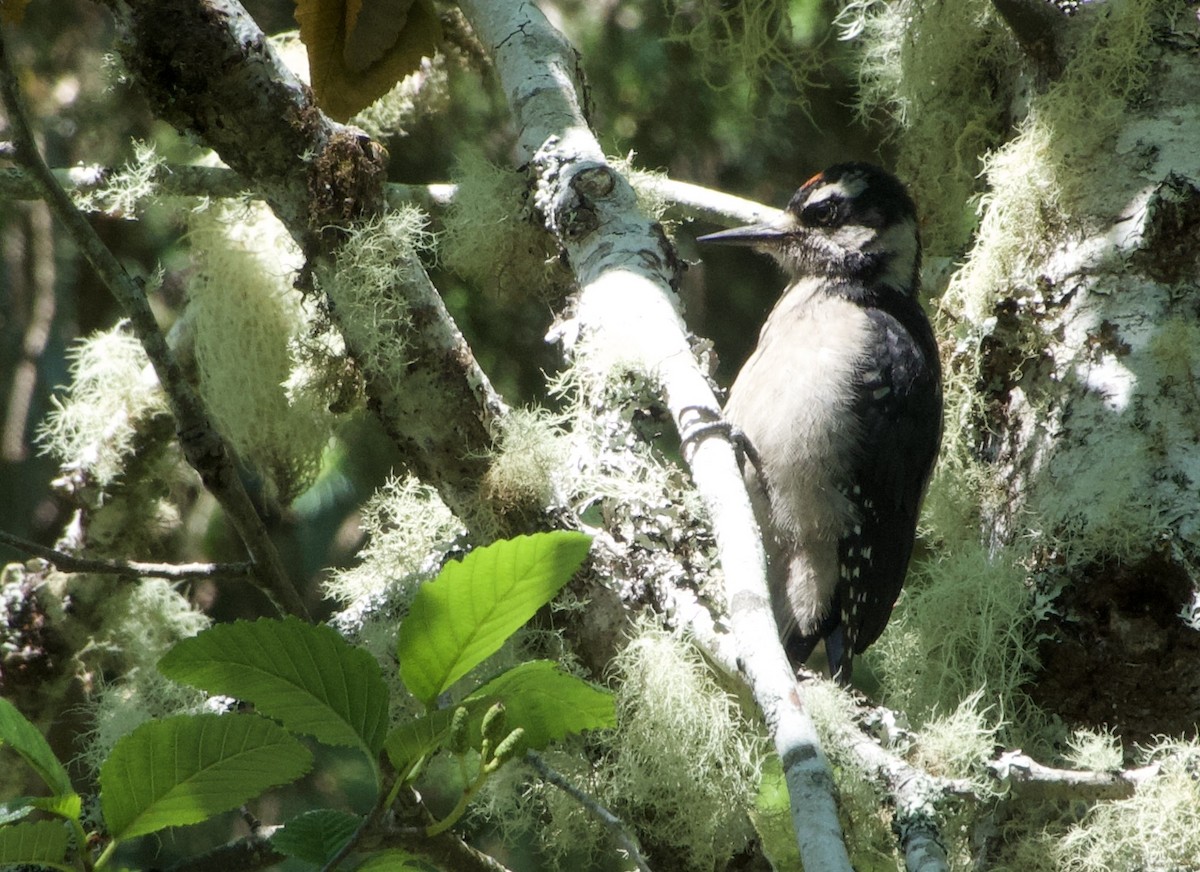 Hairy Woodpecker (Pacific) - ML638313294