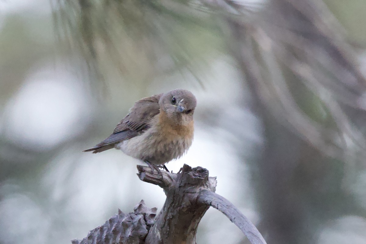 Western Bluebird - ML638313298