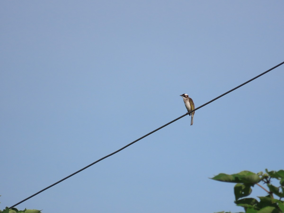 Light-vented Bulbul - ML638313301