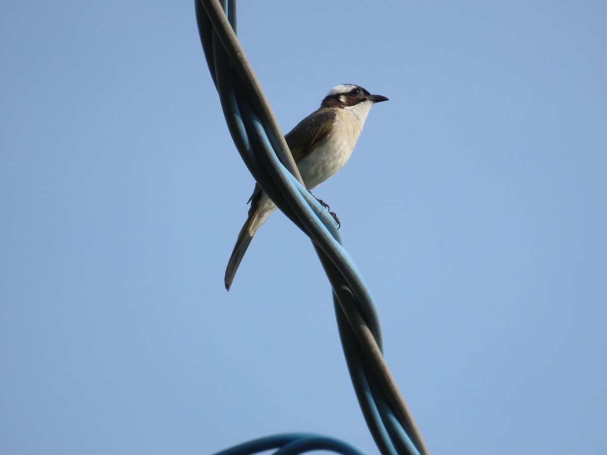 Light-vented Bulbul - ML638313302