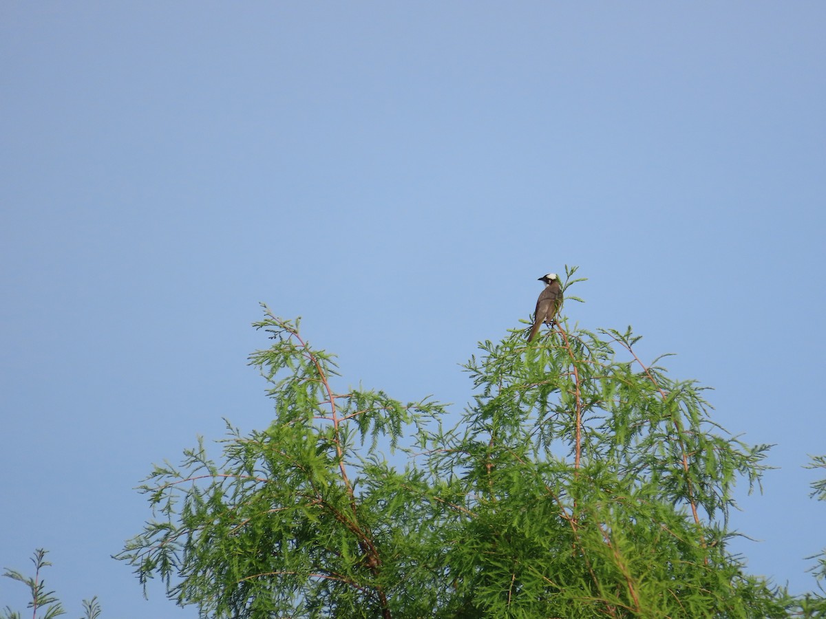 Light-vented Bulbul - ML638313303
