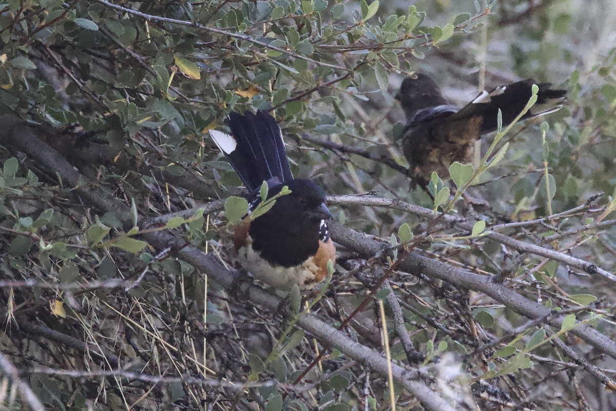 Spotted Towhee - ML638313304