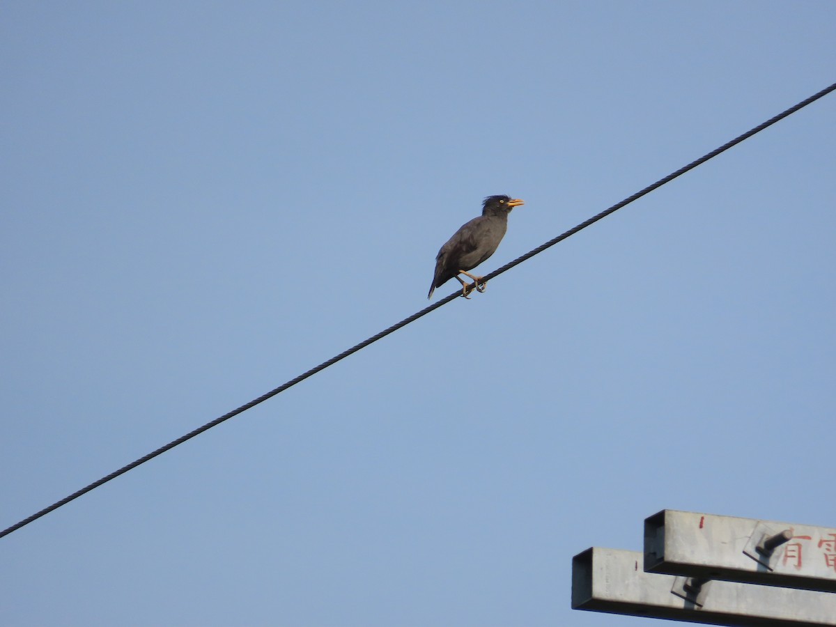 Javan Myna - ML638313306