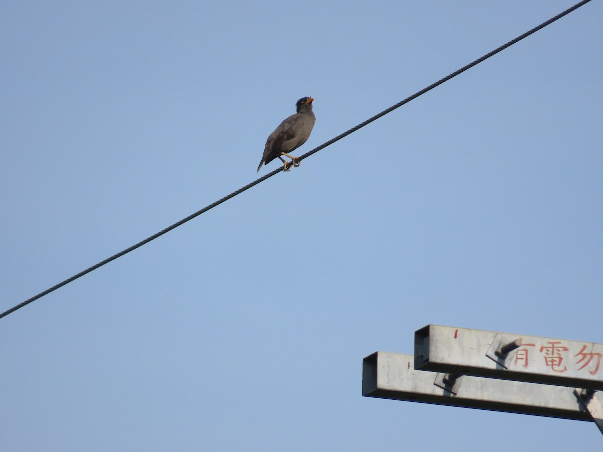 Javan Myna - ML638313307