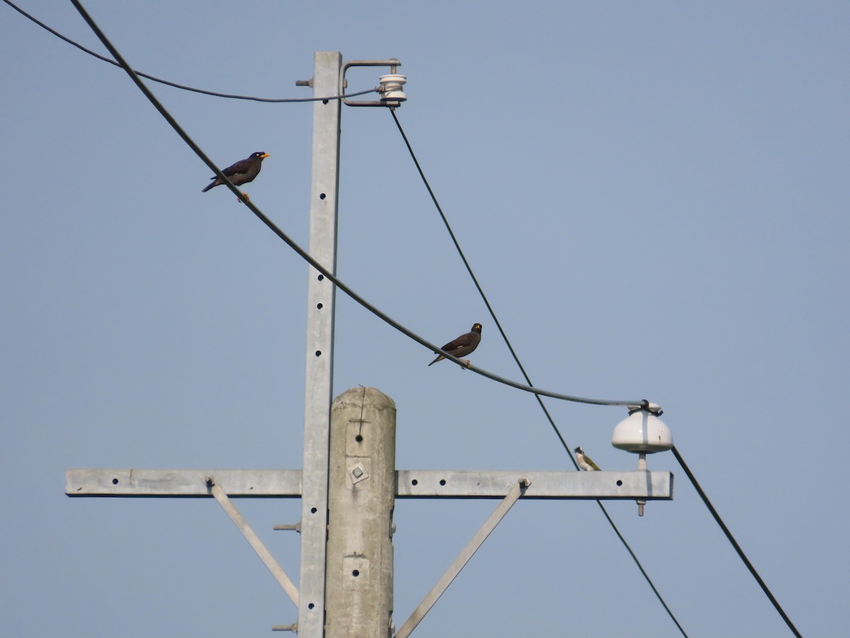 Javan Myna - ML638313317