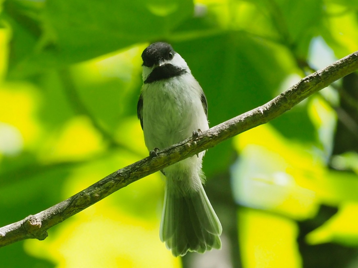 Black-capped Chickadee - ML638313321