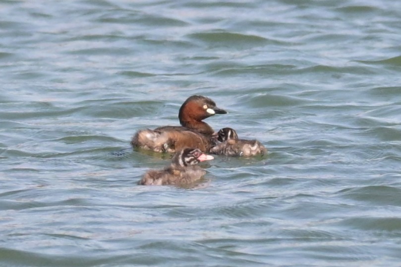 Little Grebe - ML638313323