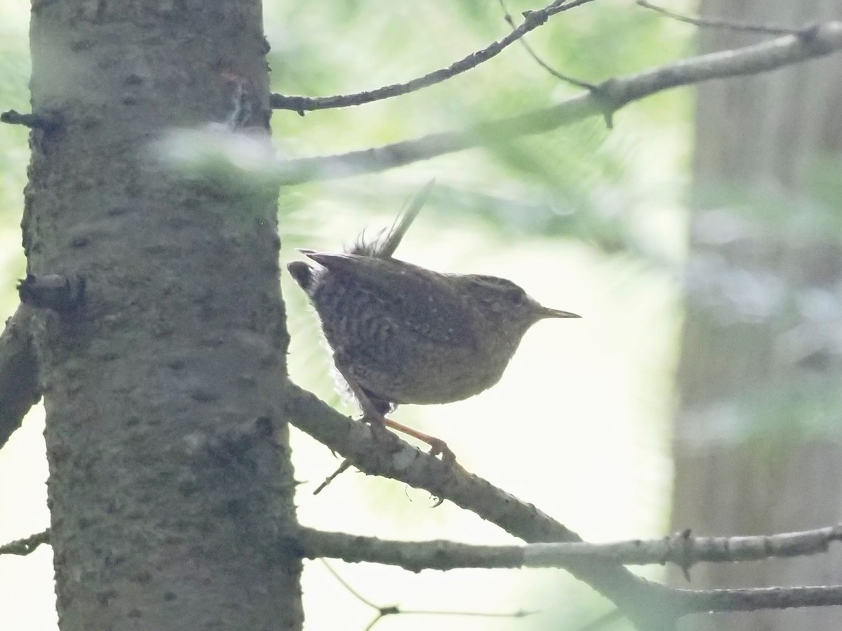 Winter Wren - ML638313324