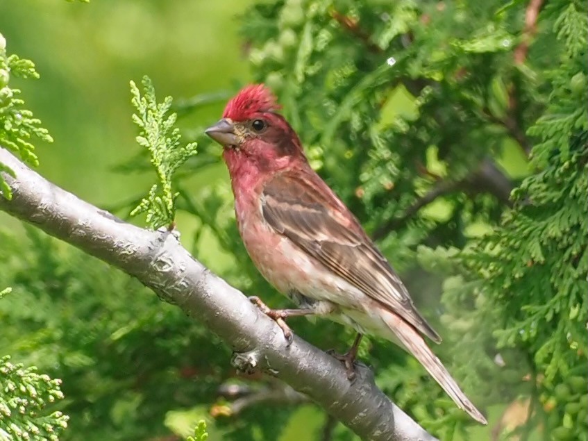 Purple Finch - ML638313327