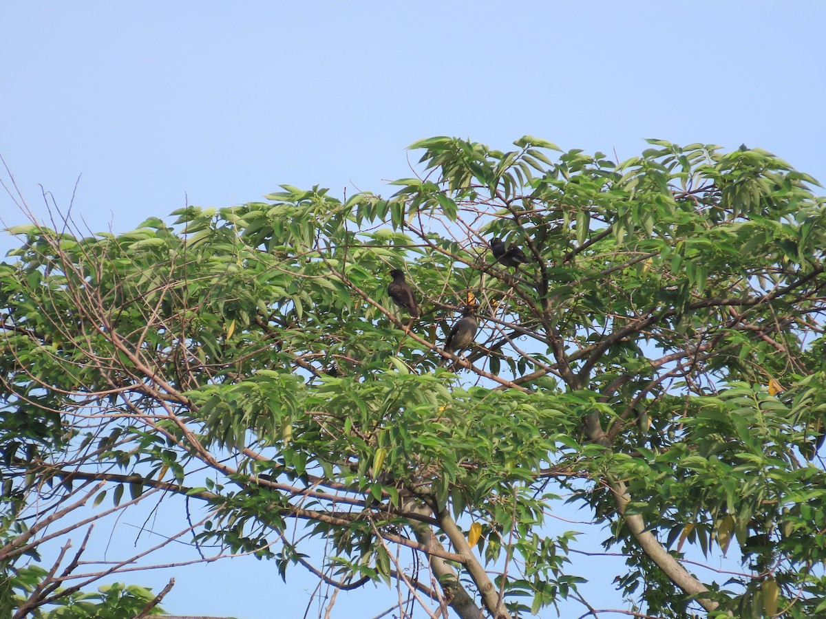 Javan Myna - ML638313330