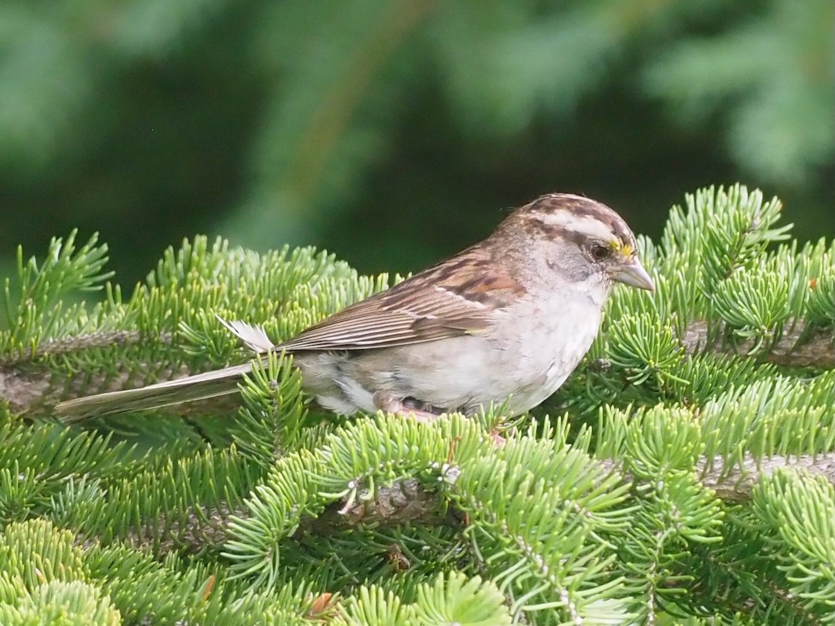 White-throated Sparrow - ML638313331