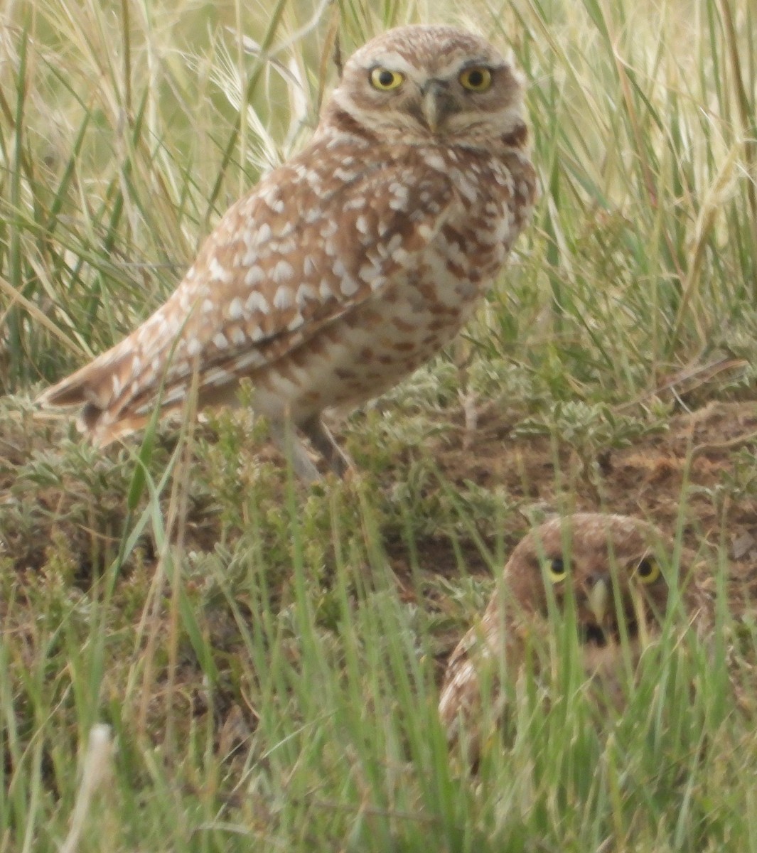 Burrowing Owl - ML638313333