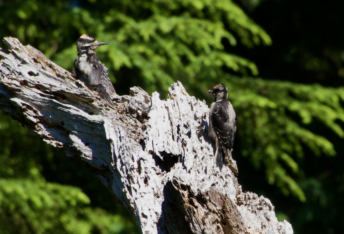 Hairy Woodpecker (Pacific) - ML638313334