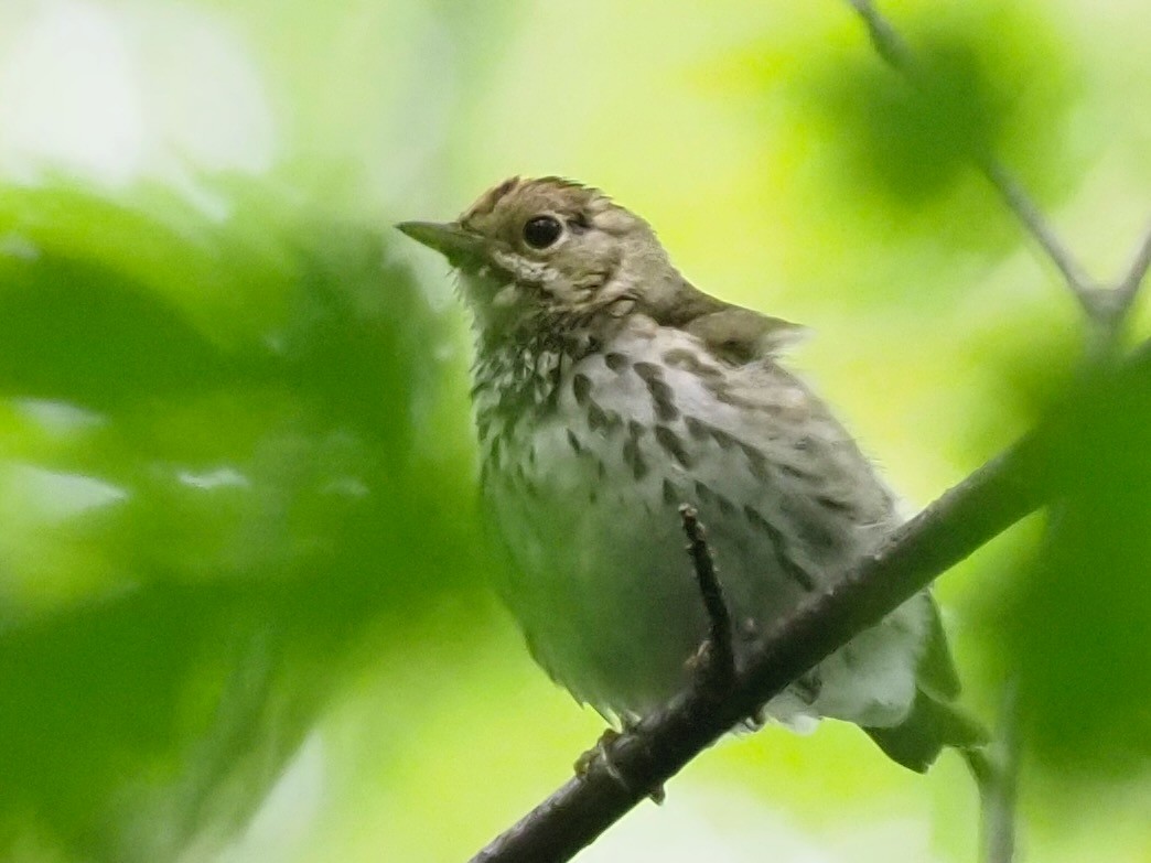 Ovenbird - ML638313336