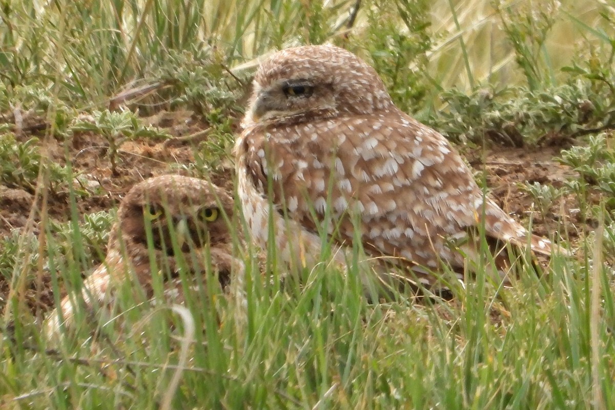 Burrowing Owl - ML638313338