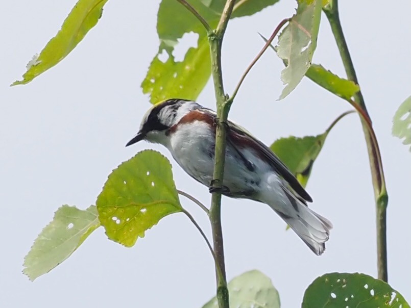 Chestnut-sided Warbler - ML638313344