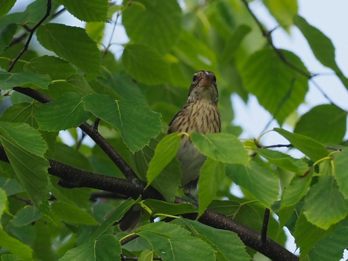 Rose-breasted Grosbeak - ML638313350